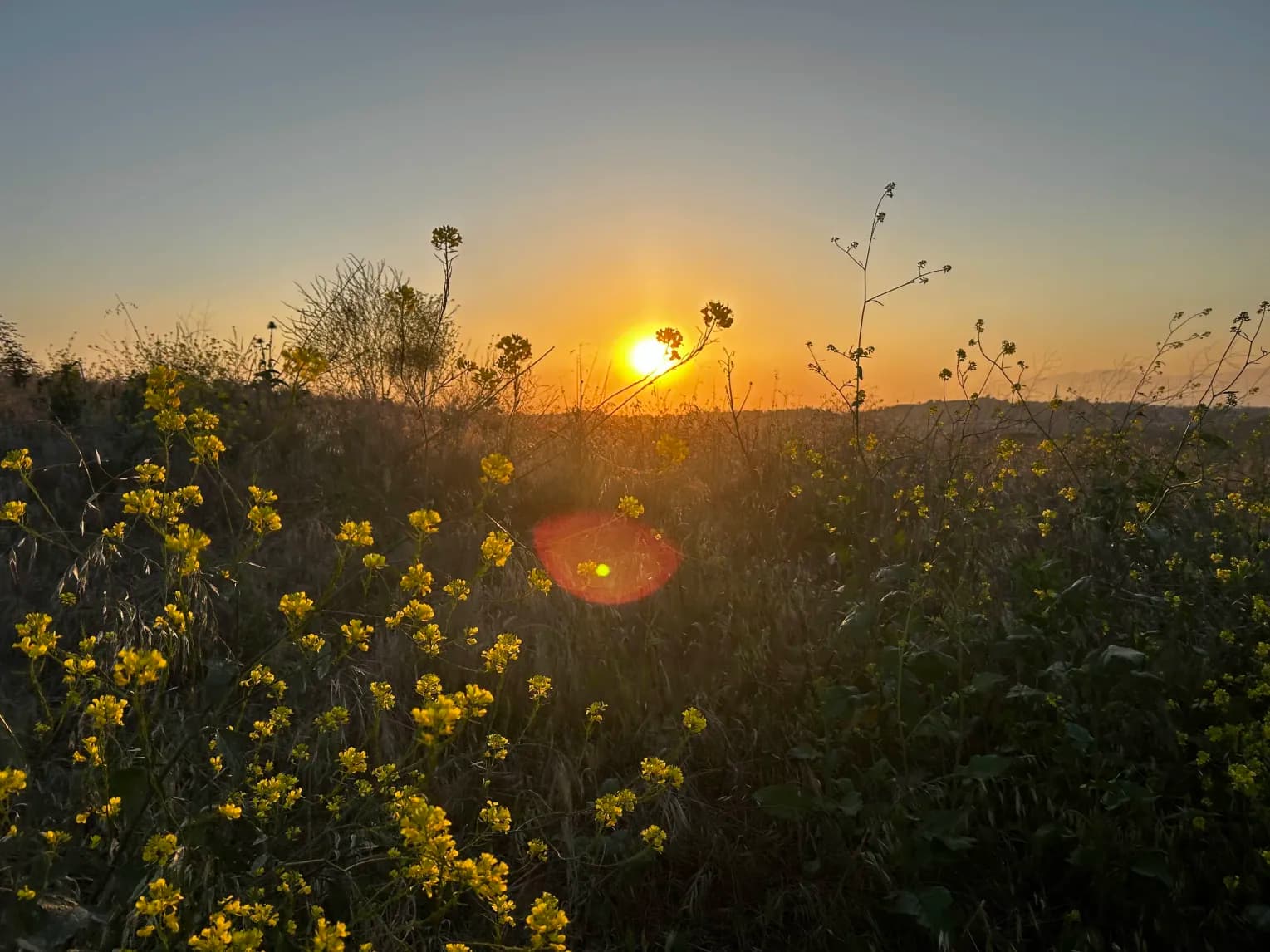 Flowers and Sunset